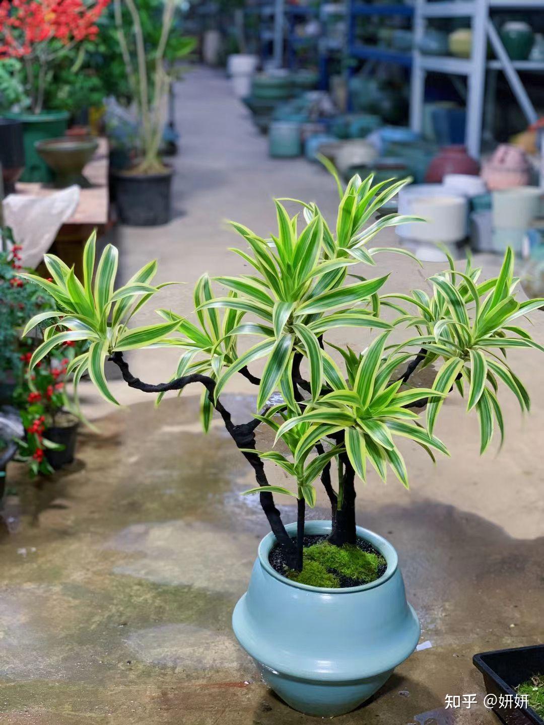 落叶归根 倦鸟归林