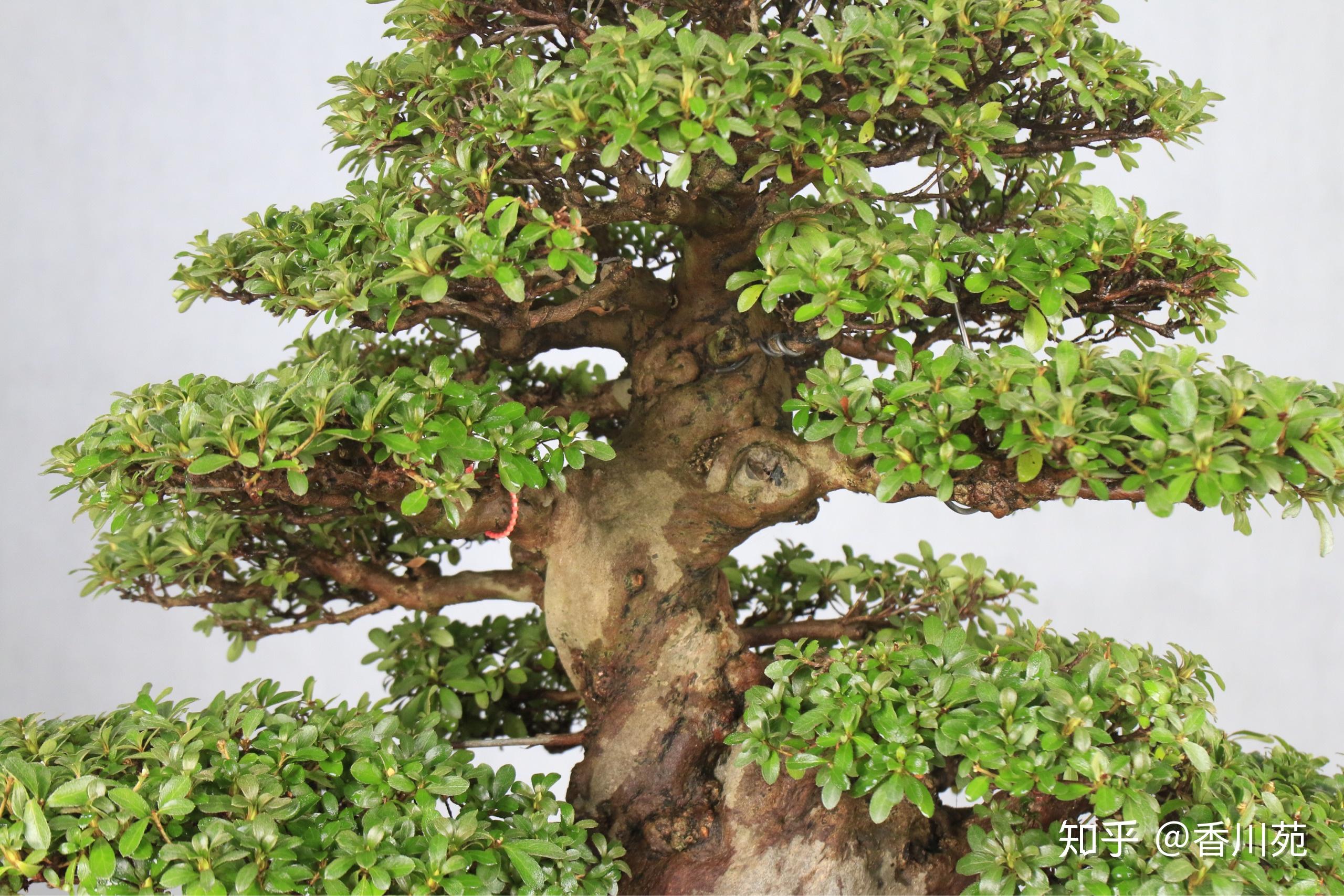 日本进口皋月杜鹃顶级晓天