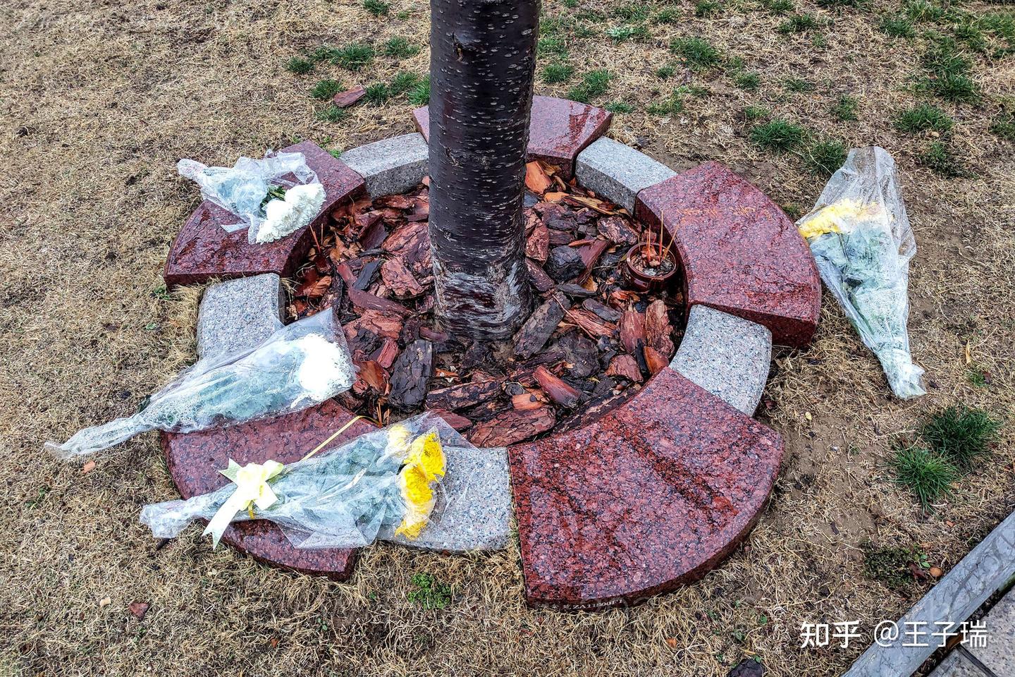树葬：将逝者与树木融为一体，使生命得以延续升华 - 知乎