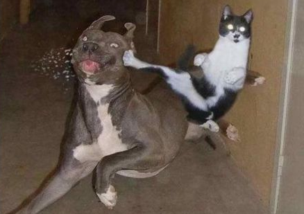 为什么狗狗看见猫就狂追？原因很简单，就5点 - 知乎