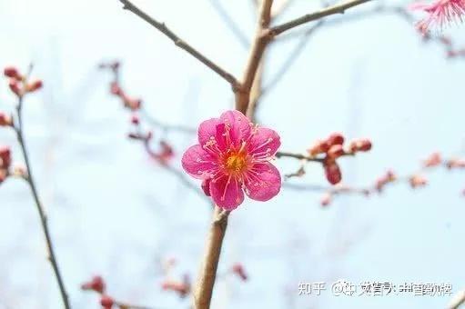 27句 菜根谭 经典励志名句解析 闲看庭前花开花落 知乎