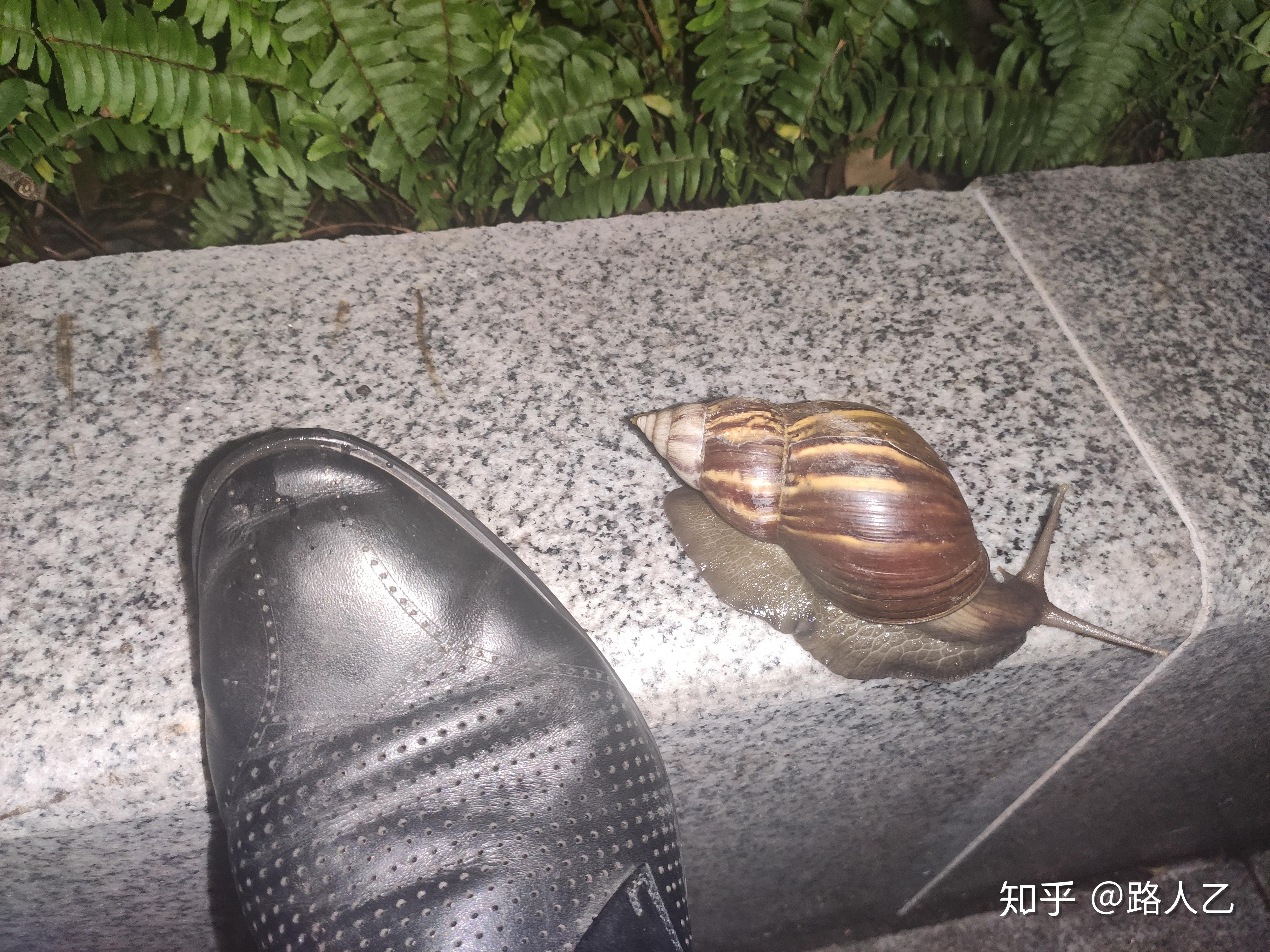 广东巨型非洲蜗牛拳头大小