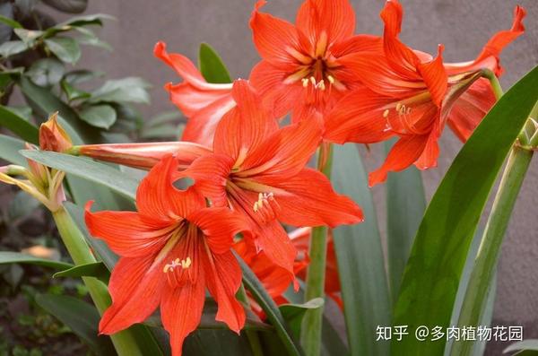 这个花被称为 开花机器 首先要把种球这样保存 知乎