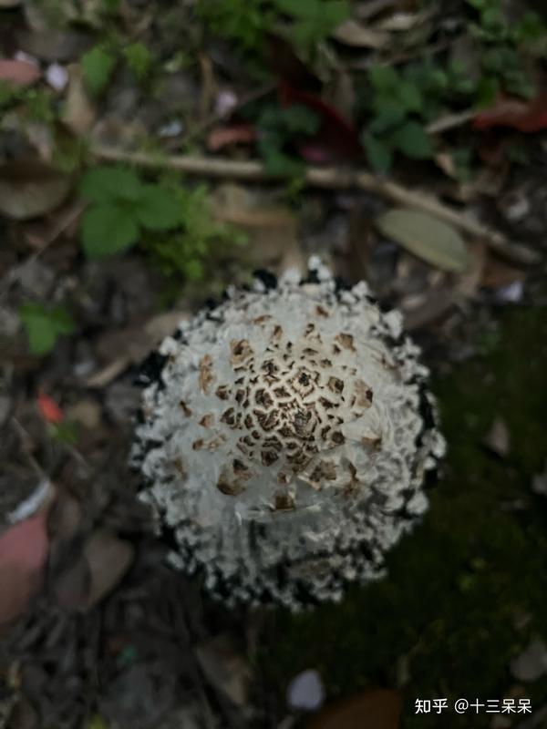 上海野生蘑菇 毛头鬼伞(鸡腿菇?) - 知乎