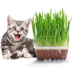 有没有人知道猫草需要多久吃一次 知乎