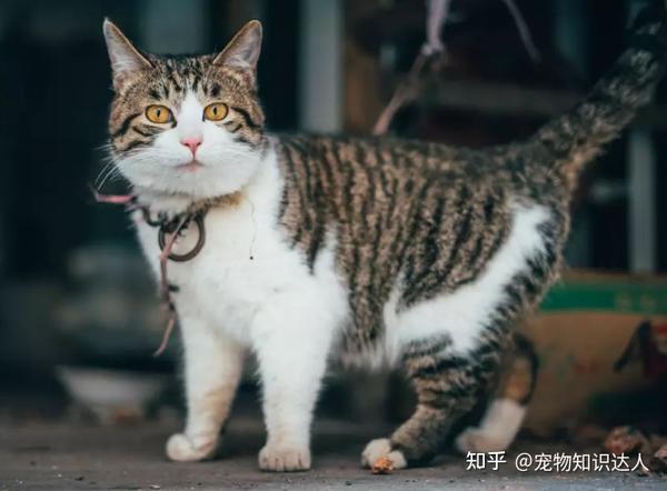 猫界排行榜之受欢迎的猫,中国猫上榜! - 知乎