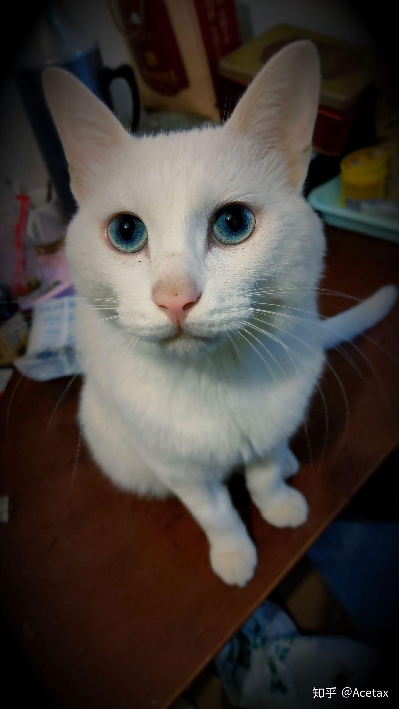 猫应激反应死亡率有多高?