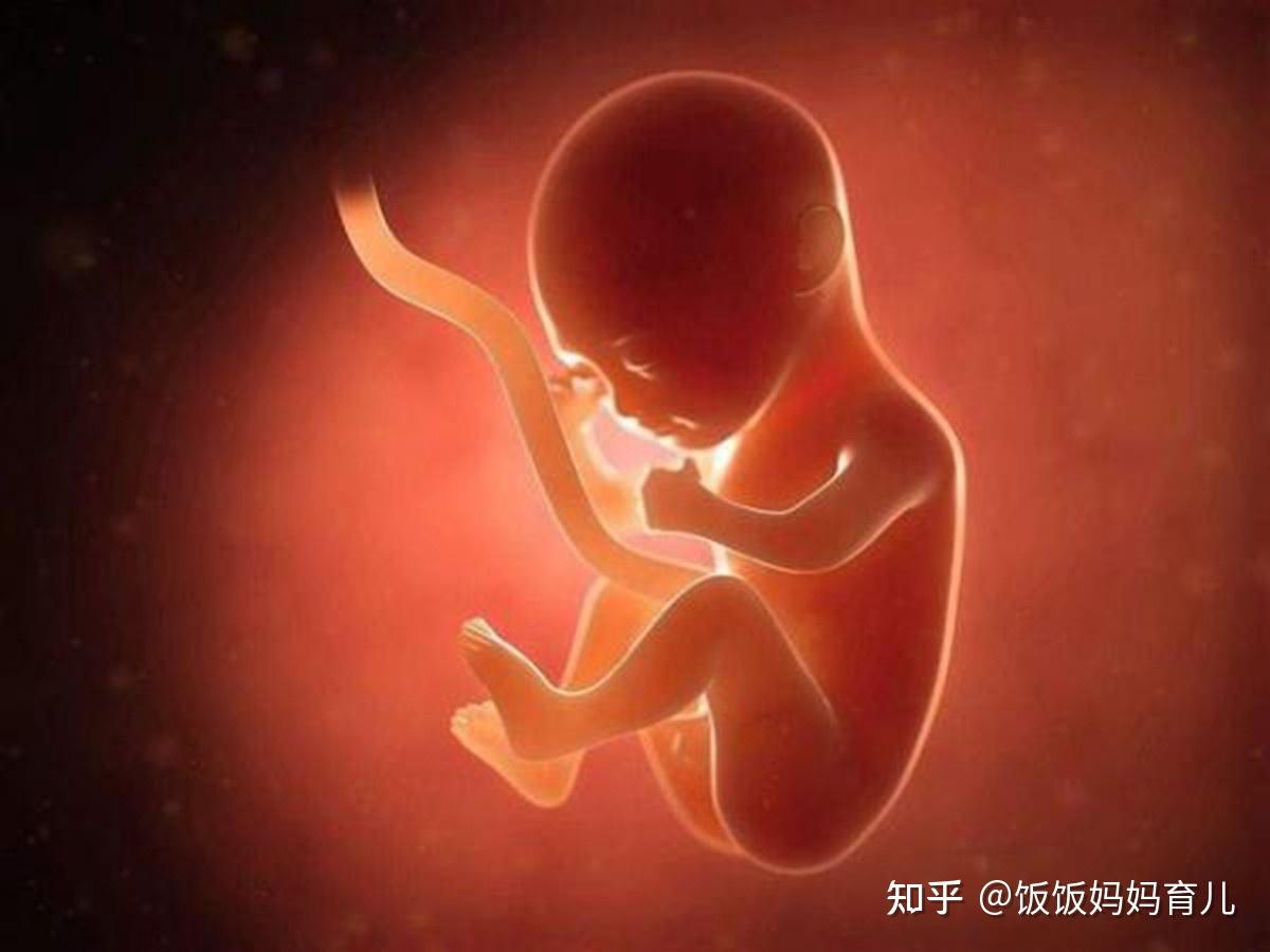 怀孕两个月的胎儿是多大图片（胎宝宝在手心里"长大"的过程，从第3周到第30周，变化很直观） | 说明书网