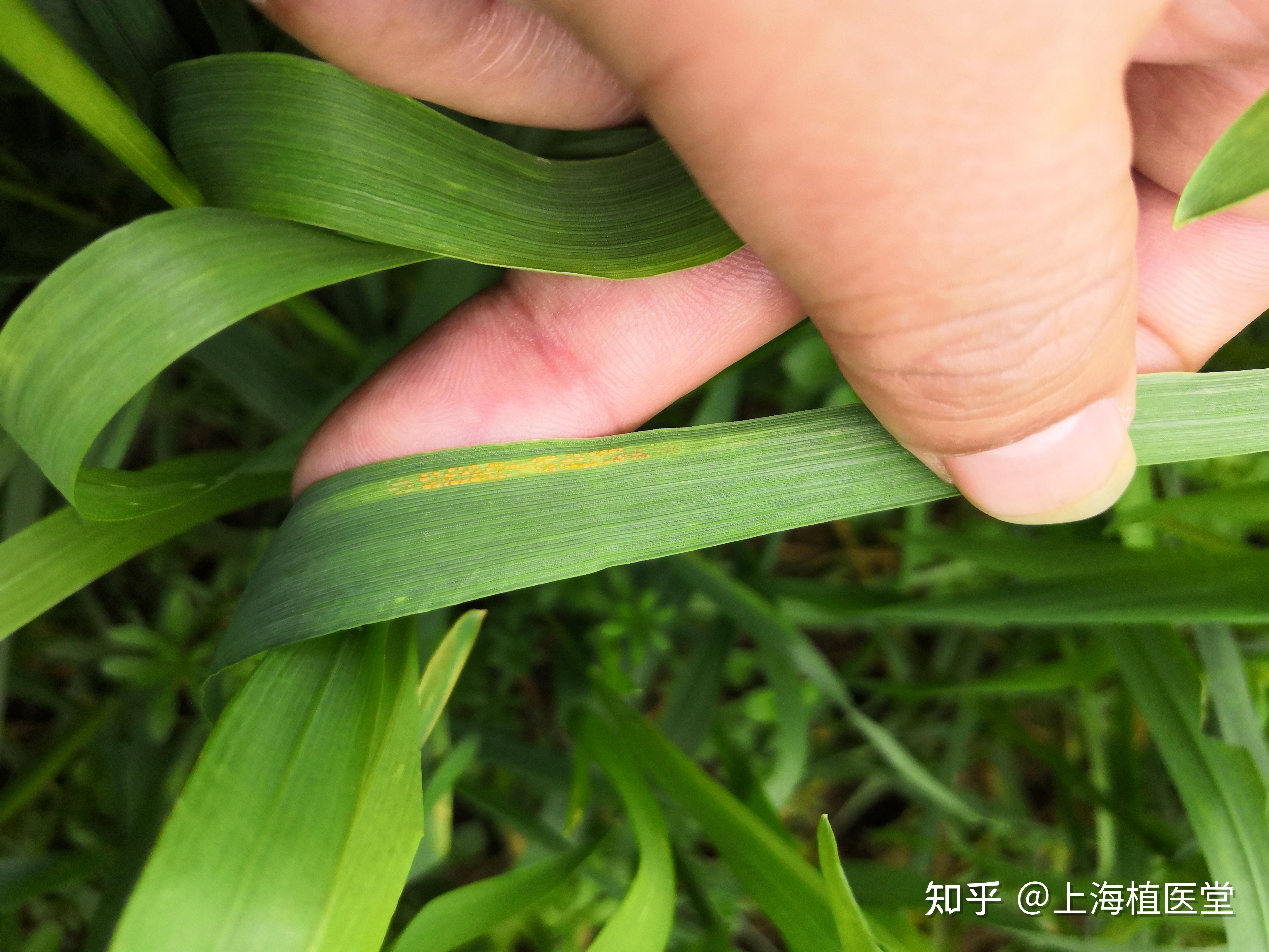 病虫害科普丨小麦条锈病的危害与防治