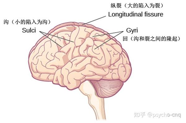 神经系统结构 - 知乎