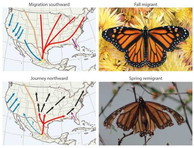 一般来说北美落基山脉以东的帝王蝶完成一次迁徙至少需要三代,新生