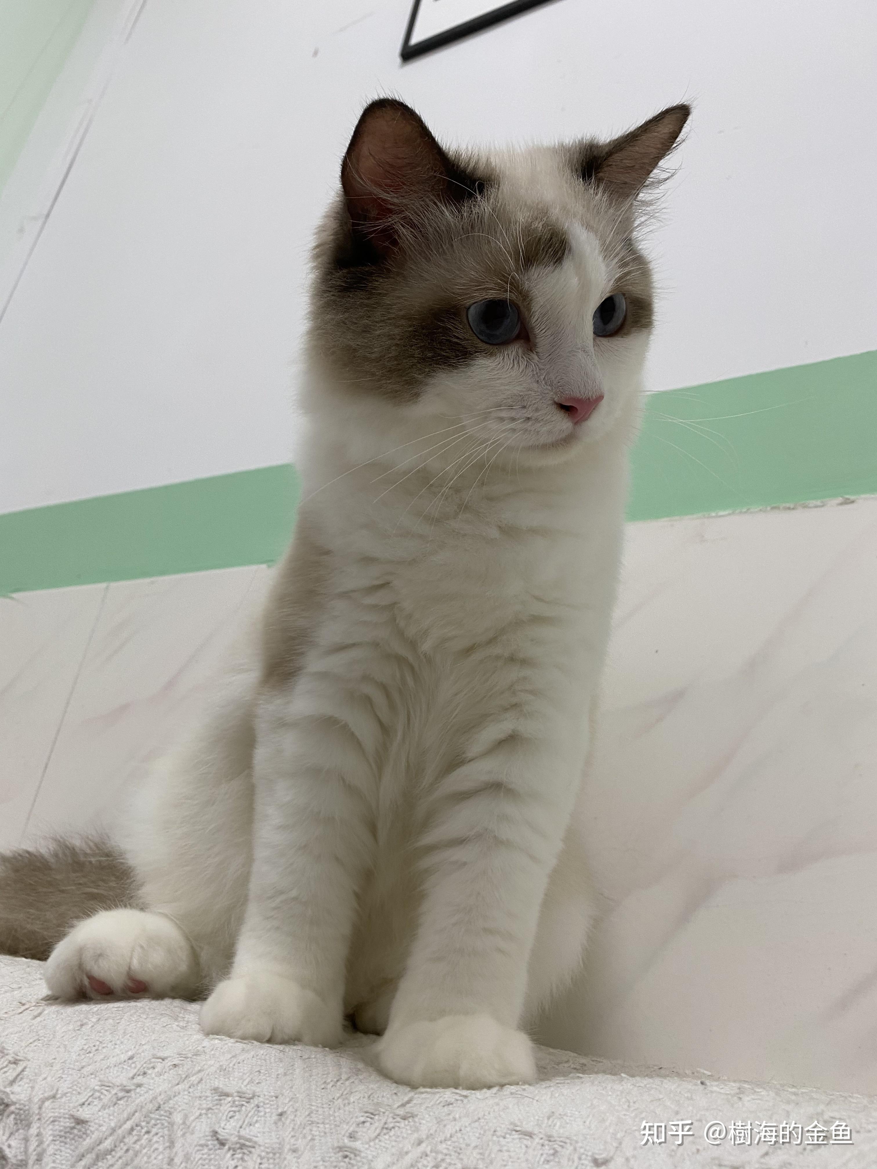 布偶猫快五个月了还这么尖嘴猴腮的正常吗