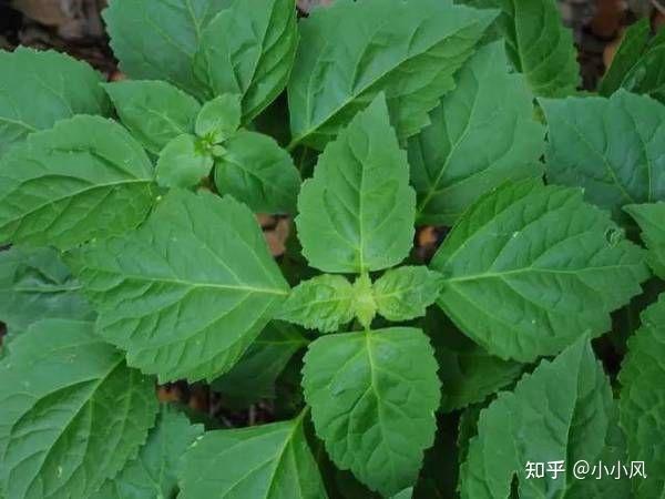 小小风说中药-霍香(芳香化浊,和中止呕) - 知乎