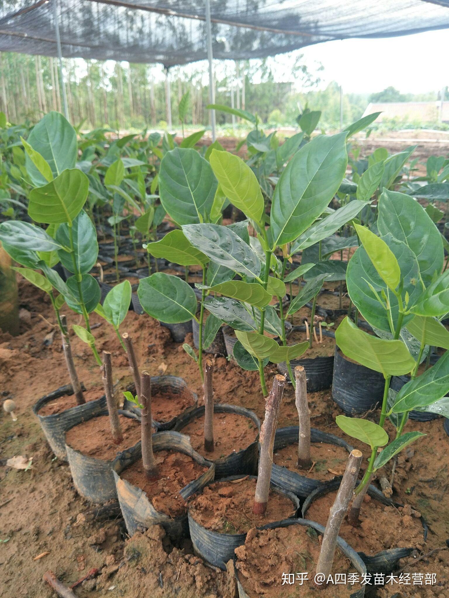 珍珠常有泰系八号十二号红肉菠萝蜜大量现苗