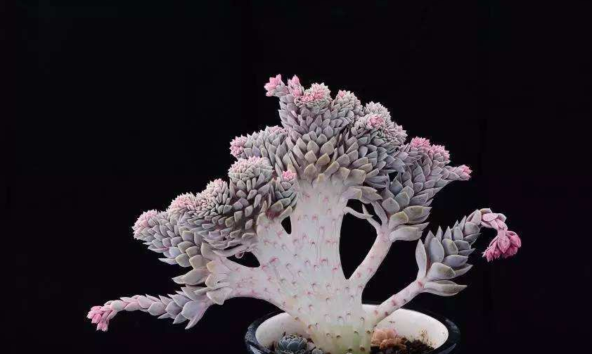 多肉植物的冠 锦 缀化 群生 老桩 多头等分别指什么 知乎 多肉植物的冠 锦 缀化 群生 老桩 多头等分别指什么 知乎
