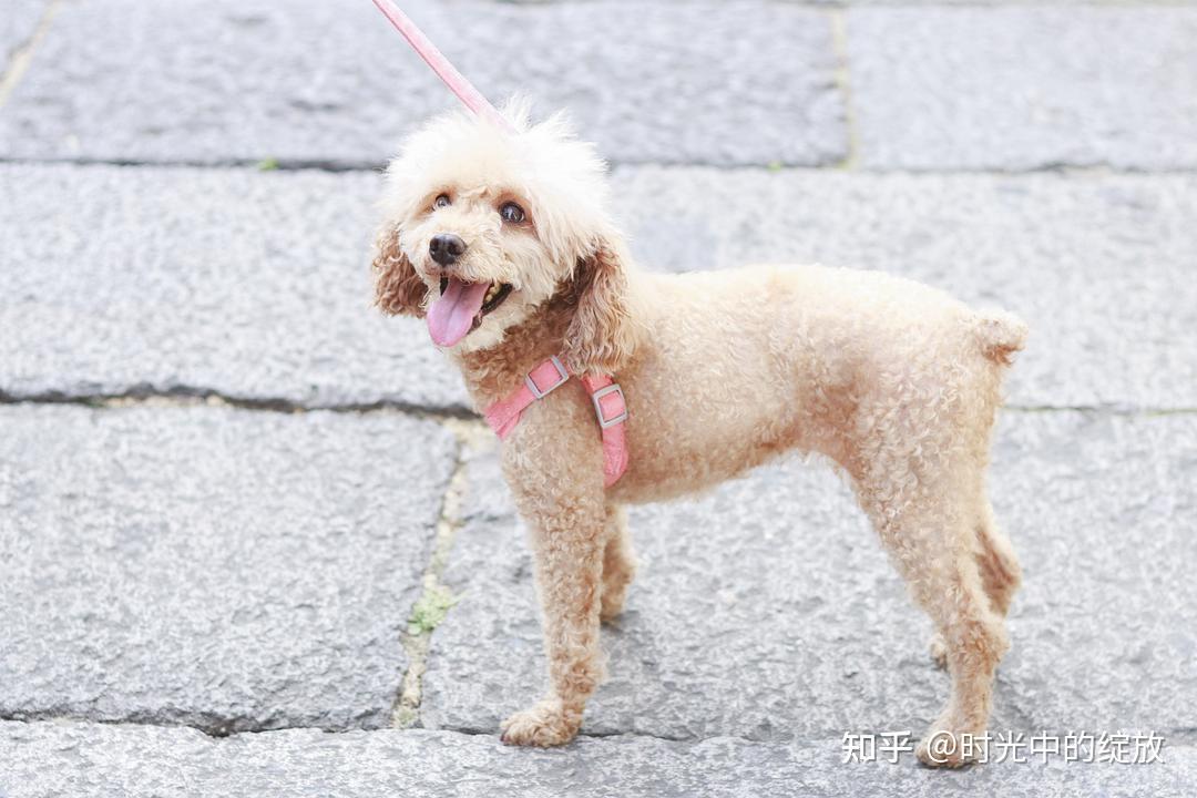 (又名貴婦犬,泰迪犬,英語:poodle)是一組正式犬種,分為:標準型貴賓犬