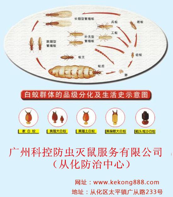 从化最难消灭的害虫白蚁