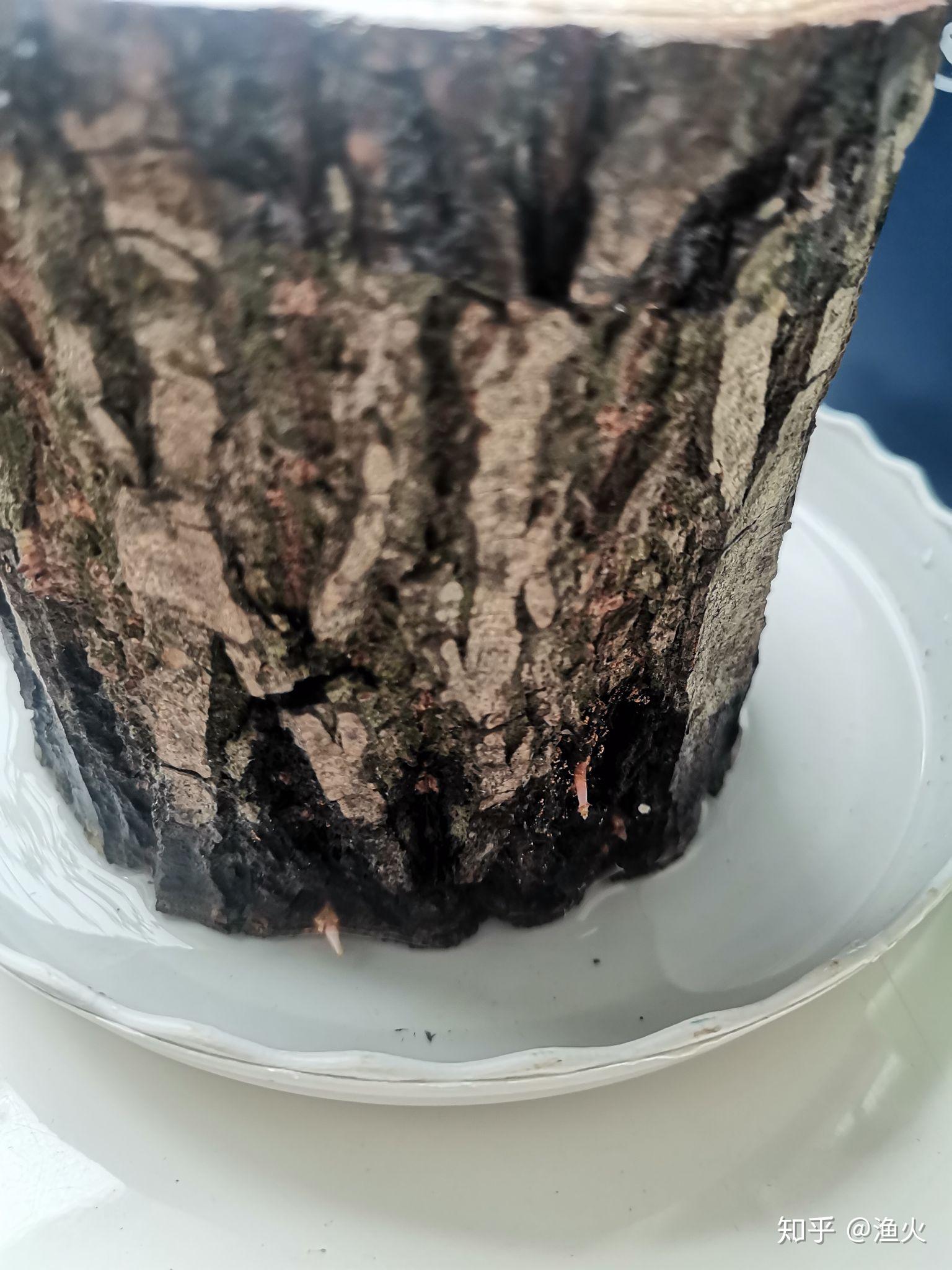 2021考研党蹲一个幸运木伪巴西木实为小柳树墩子