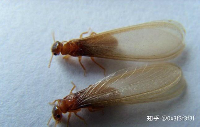 请问这是什么生物呢?