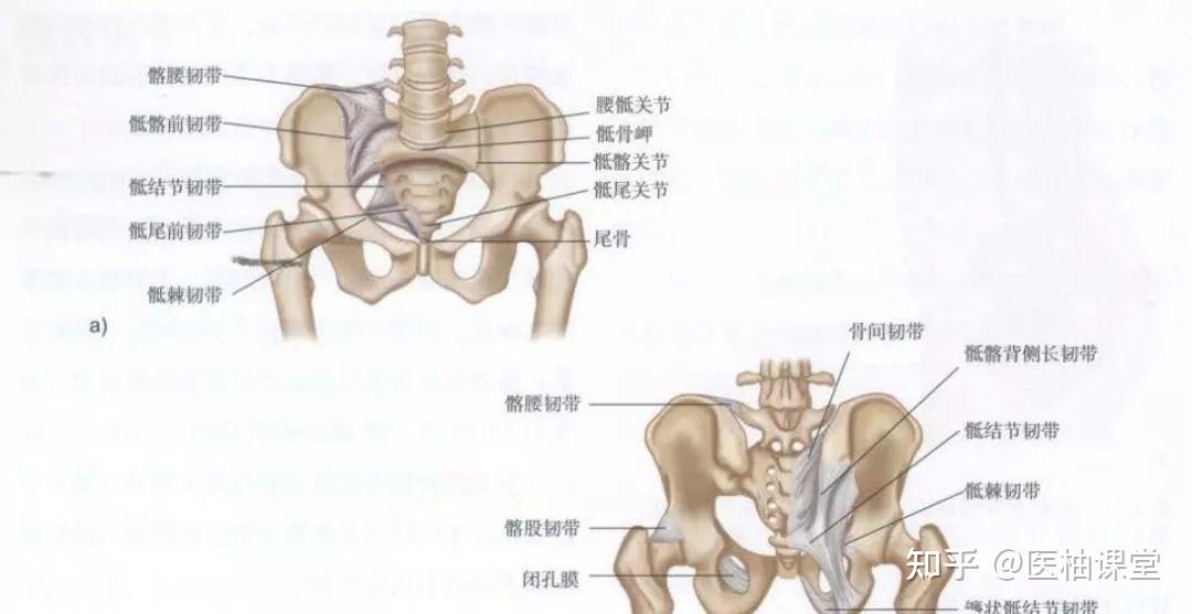 骨盆解剖 |骶骨、尾骨、髂骨、坐骨、耻骨的解剖集锦 - 知乎
