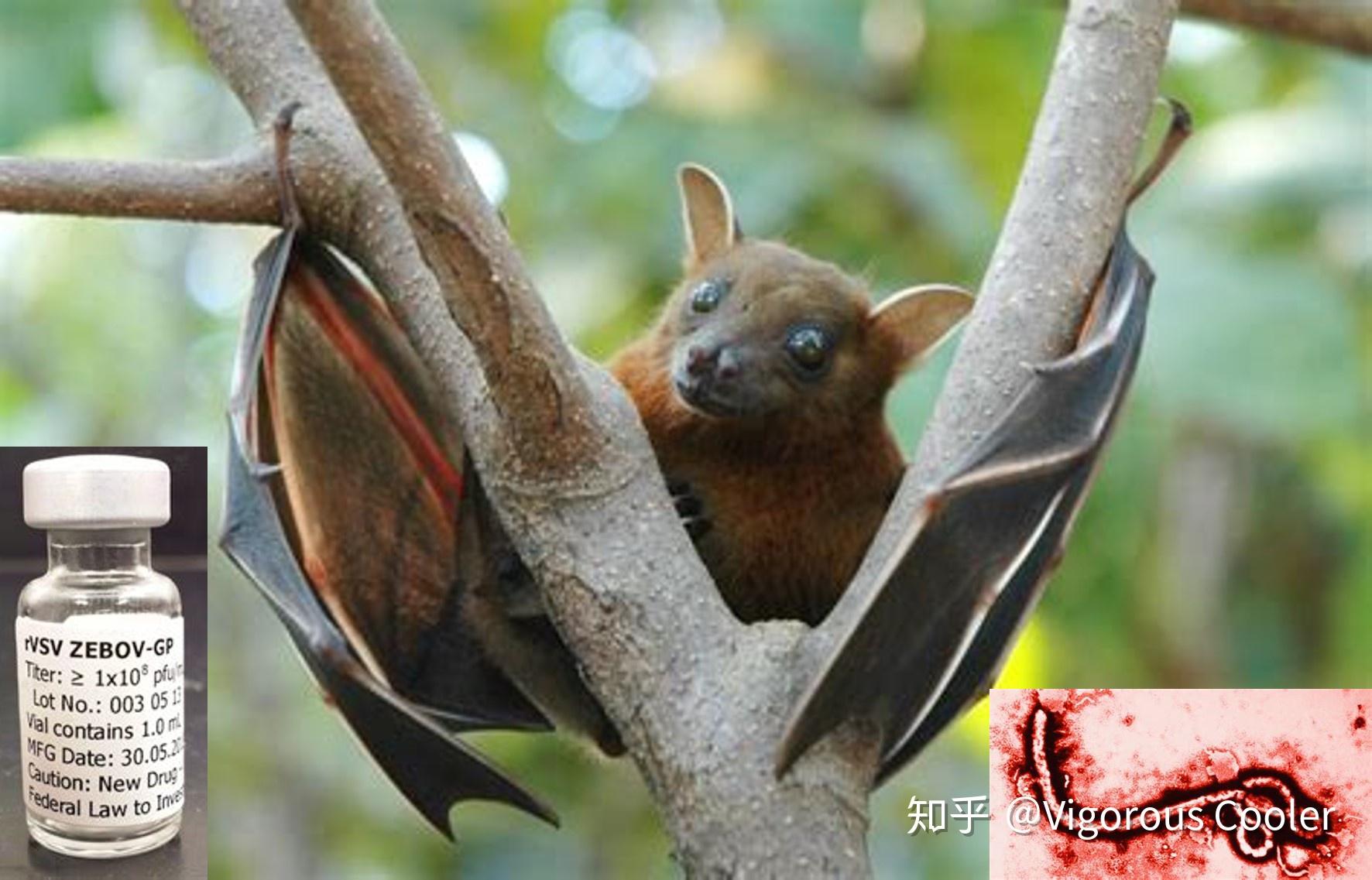 西非使用的埃博拉疫苗长期保护效果评价 - 知乎