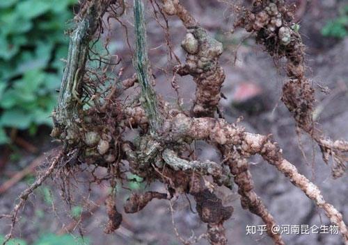防治豆角根结线虫的方法有哪些,大棚根结线虫病防治方法线翘翘,根结