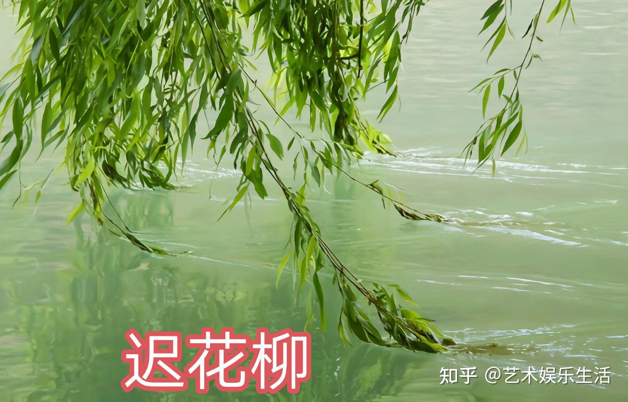 杨柳科植物有哪些 - 知乎