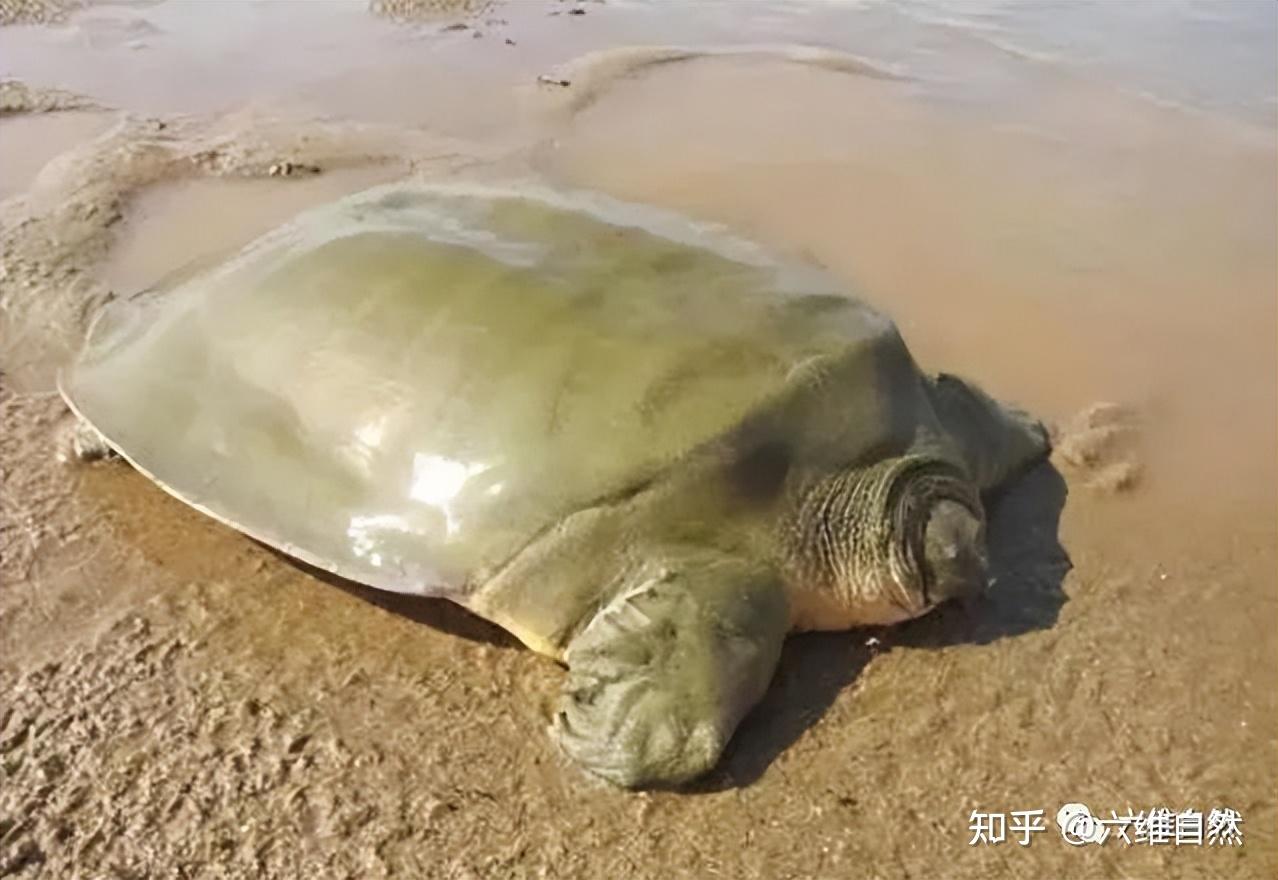 广东潮州发现罕见野生鼋,容易被认为是巨型甲鱼,两者级别不一样 - 知乎