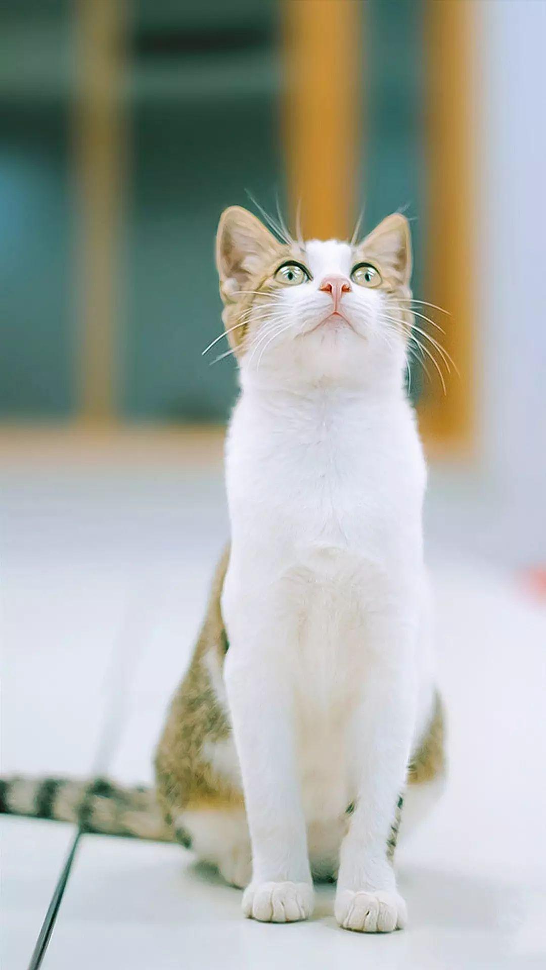 【喵壁纸】分享一组橘猫头像！ - 知乎