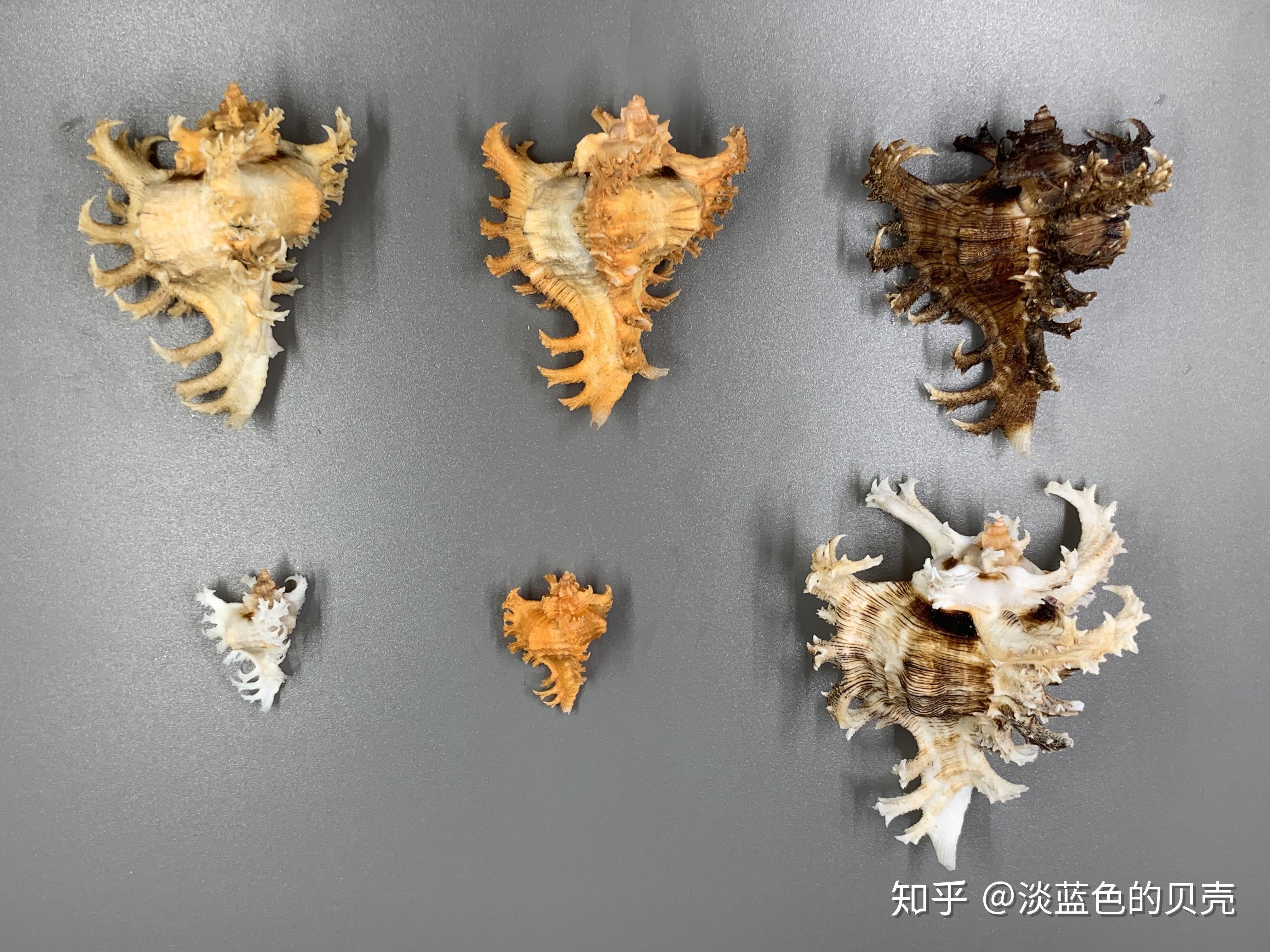 作为贝壳收藏爱好者是种怎样的体验? - 知乎