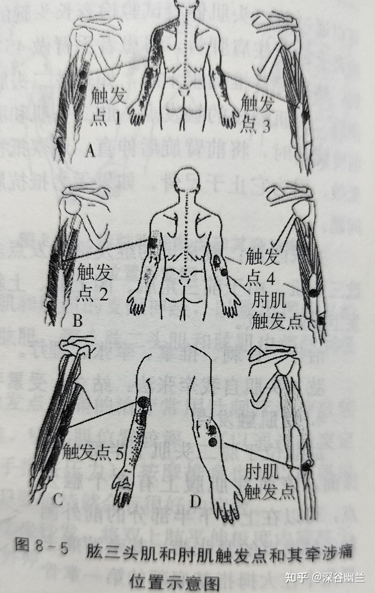 通过解剖臂臑穴处查病因 - 知乎