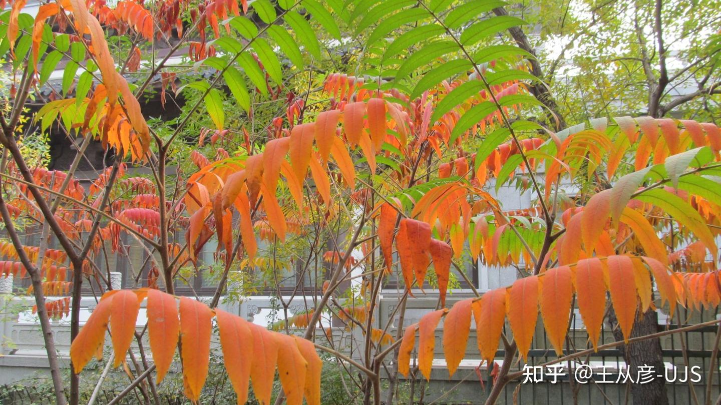 株联羽叶舞翩翩 火炬丹苗树端燃——恶性入侵树种火炬树 - 知乎