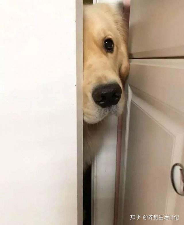 关门上厕所时狗狗以为我们在吃独食