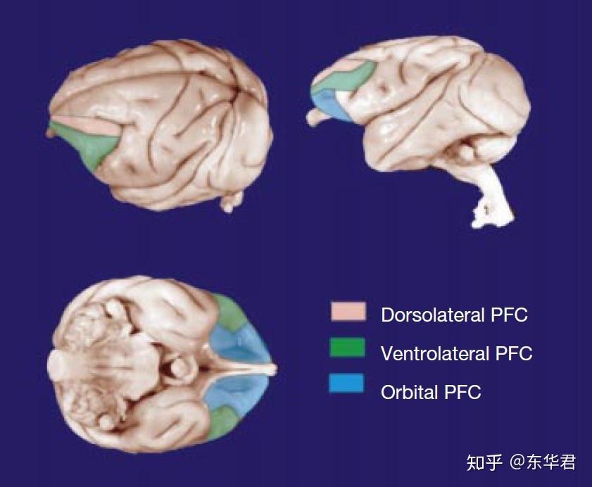 怎么样锻炼大脑前额叶 v2-534cc088640a27a9e9816c072772f0b5_r.jpg