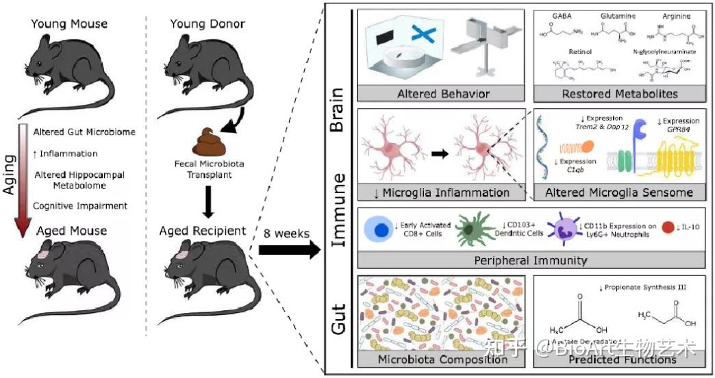 natureaging年轻小鼠的菌群可恢复小鼠大脑中与衰老相关的改变