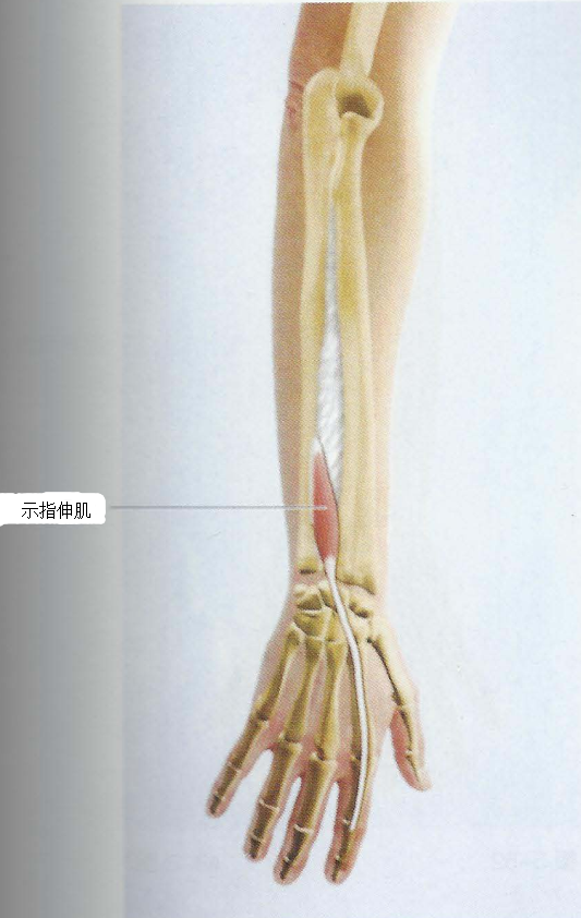 第007期认识你的肌肉之上肢肌前臂肌
