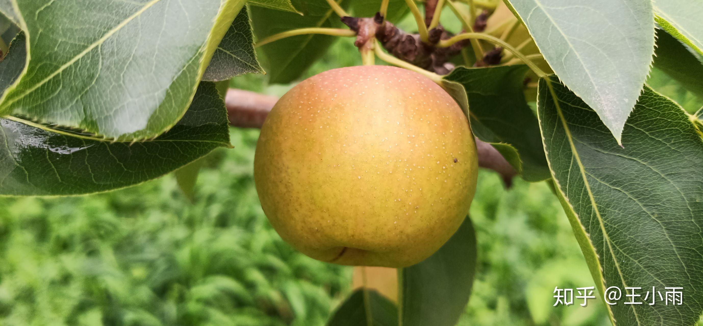 梨の種類を和梨・洋梨・中国梨に分けてご紹介 | DELISH KITCHEN