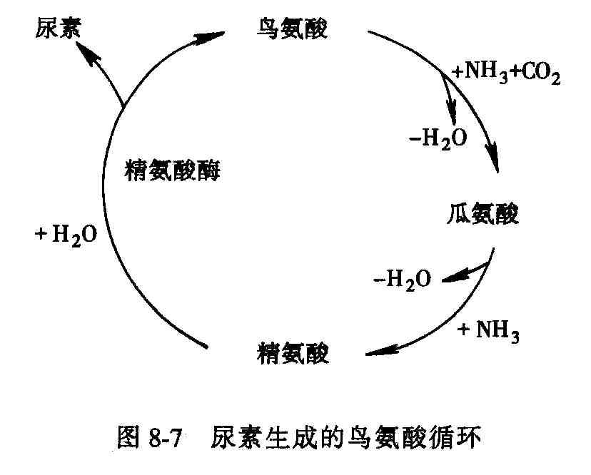 丙氨酸循环图片