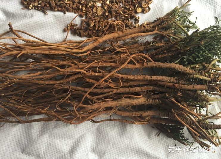 每日中兽药——关于柴胡你知道多少? - 知乎