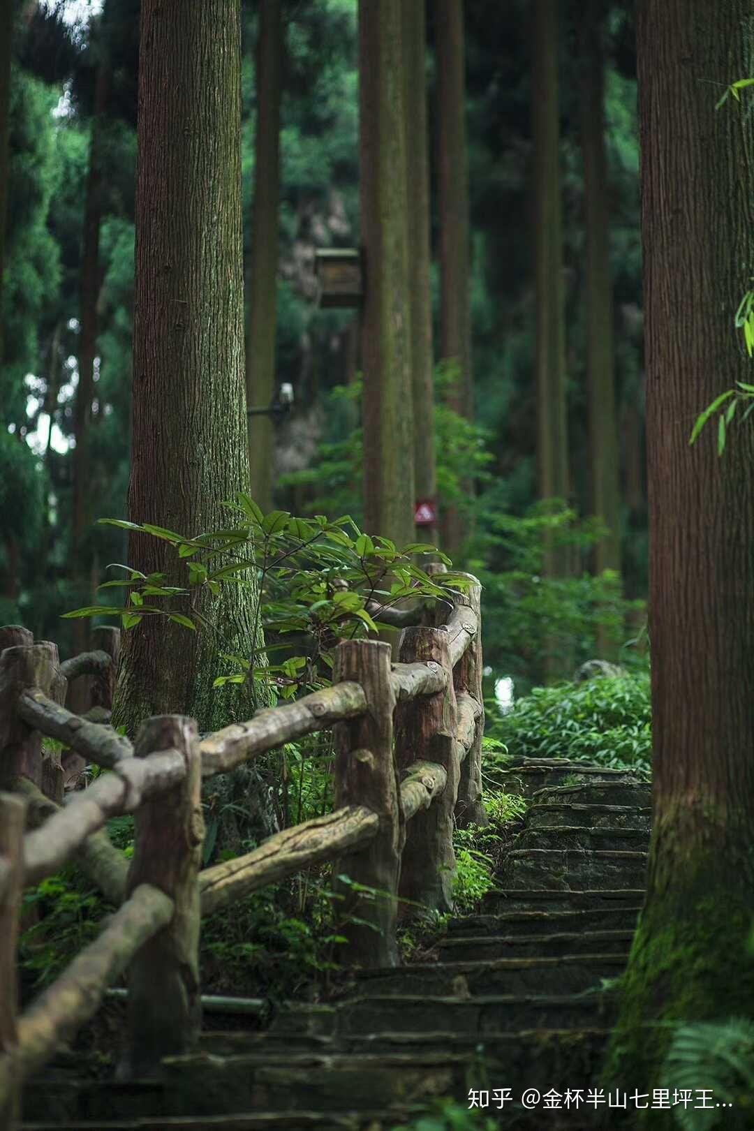 中国眉山洪雅七里坪大康养国际旅游度假区森林禅道