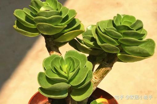 多肉植物能吸甲醛 v2-536d7e7c3f9b083de994d157001b068d_r.jpg
