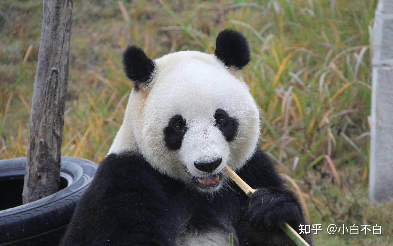 大熊猫谱系_中国动物园协会、英国伦敦动物学会_孔夫子旧书网