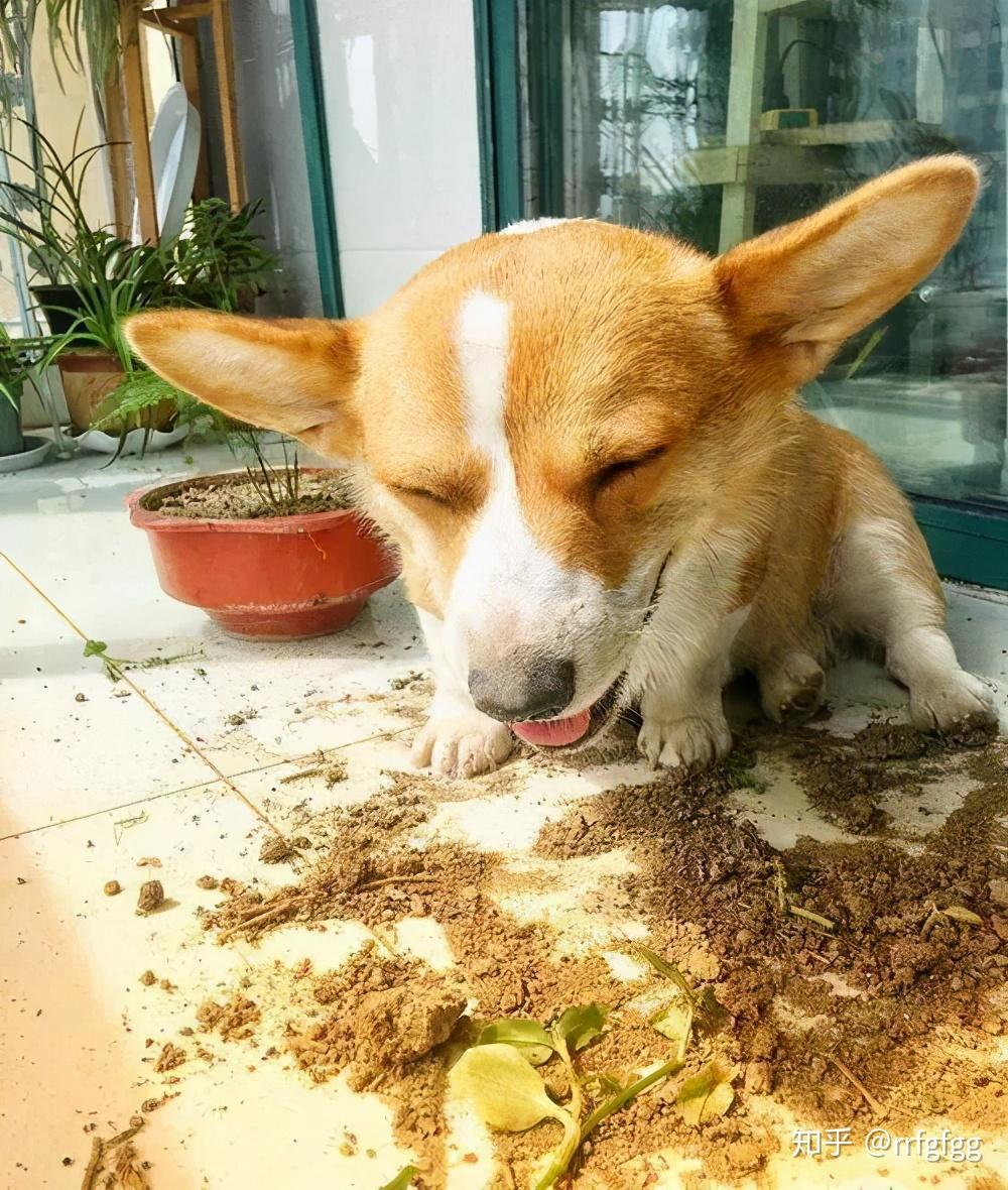 只要是柯基犬够得着的范围,里面的东西都一律被拆