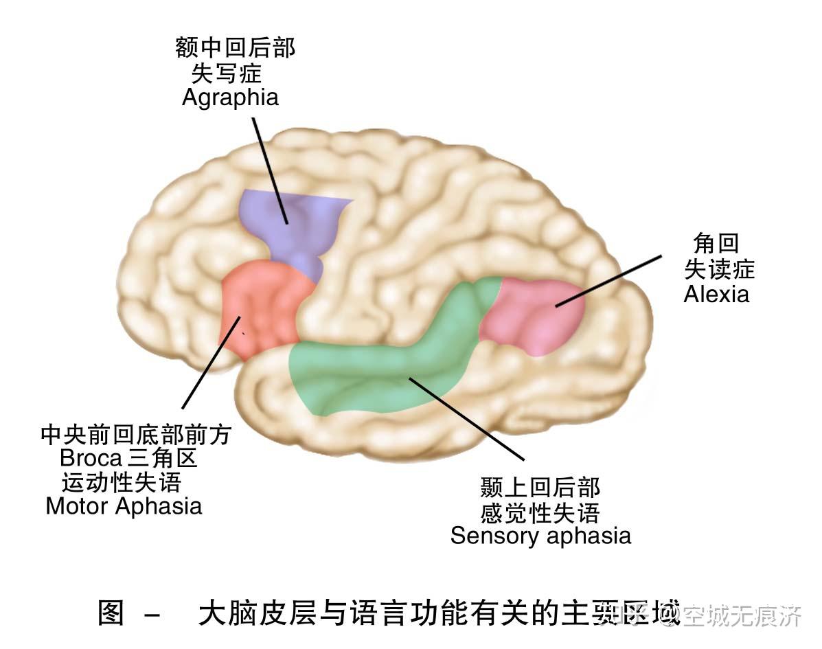 言语治疗学【ST】28 - 知乎