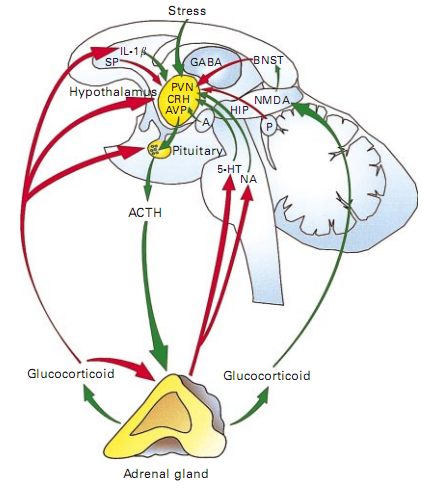 root ganglion,drg)和脊髓背角(spinal dorsal horn,sdh)是疼痛上行