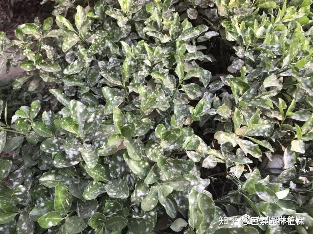 黄杨叶子布满了白色粉末到底是什么情况我来告诉你