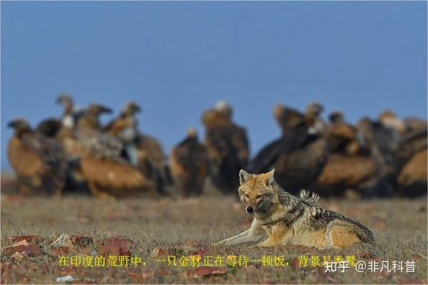 什么是生物共栖关系？看一看自然界中生物共栖关系的10个例子。 - 知乎