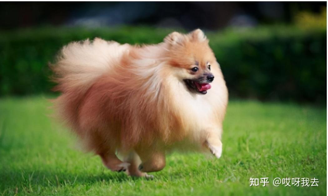 养博美犬的美毛攻略铲屎官要收好了