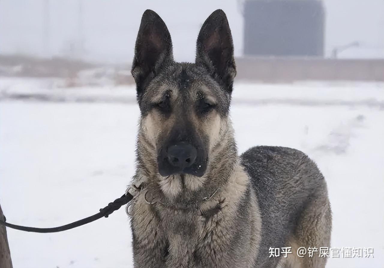 为什么那么完美的“狼青犬”没什么人养?这几点很现实! - 知乎