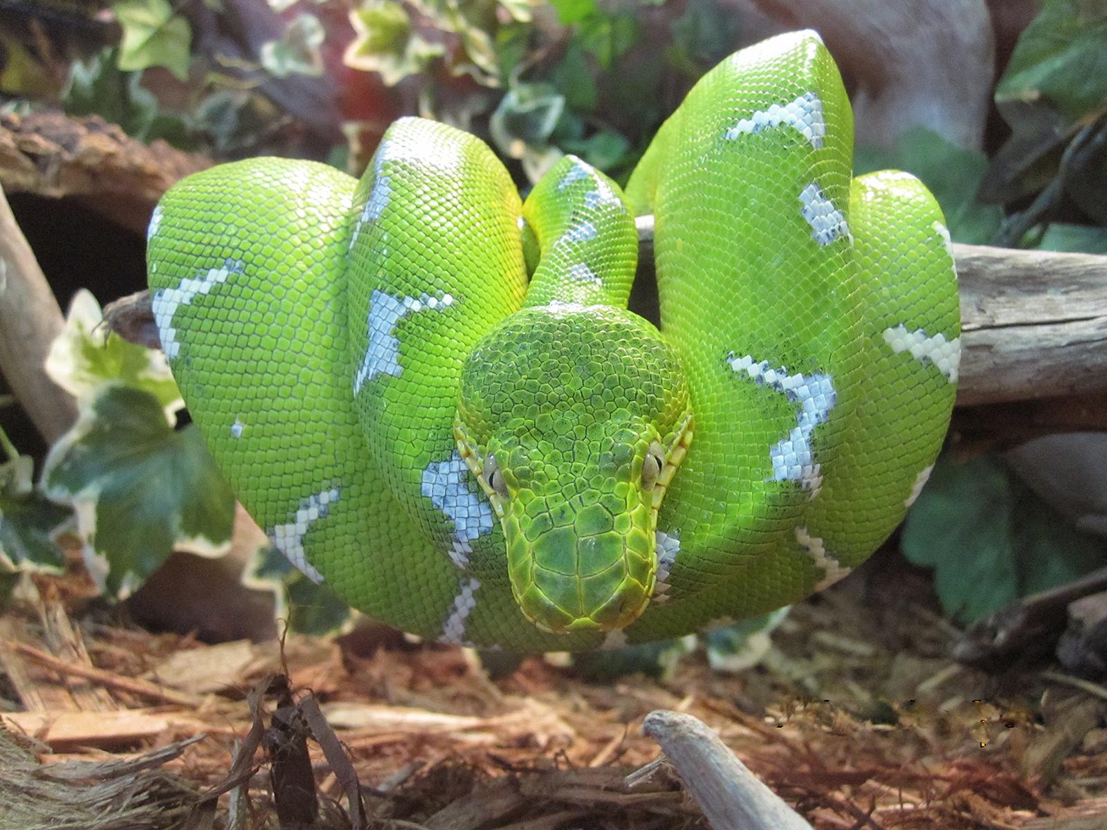 【蟒蚺】绿树蟒&翡翠树蚺Morelia viridis&Corallus caninus - 知乎